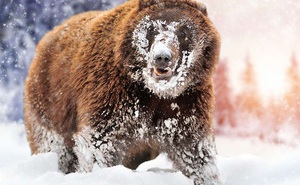 'Cocaine Bear': Chuyện về chú gấu đen đủi ăn hết hơn 30 cân ma túy, những gì xảy ra sau đó đã đi vào huyền thoại