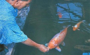 Chiêm ngưỡng cụ cá Koi 226 tuổi già nhất thế giới