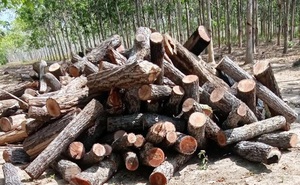 Công an điều tra thông tin 'đoàn xe chở gỗ về xưởng ở huyện Chư Prông'