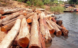 Cận cảnh hàng trăm lóng gỗ lậu kín đặc khúc sông