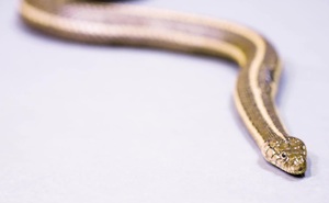 Loài rắn sọc khổng lồ có chiều dài lên tới gần 2m cùng khả năng bơi lội "thần sầu"