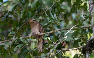Loài chim kỳ dị ở Đông Nam Á: Sở hữu 'khuôn mặt' kỳ dị, nếu bắt gặp trong đêm có thể khiến bạn khóc thét