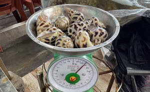 Xử phạt nhà hàng bị tố "chặt chém" 1,8 triệu đồng/kg ốc hương