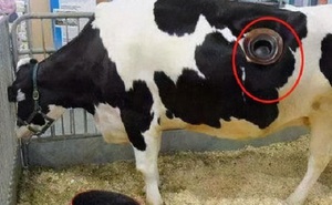 Bò sữa bị các trang trại khoét lỗ trên thân: Đây là thứ gì? Con vật có phải chịu đau đớn?