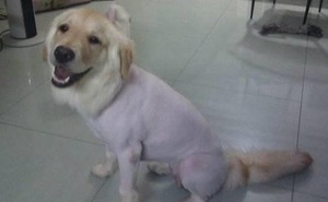 Bỏ hơn 3 triệu đồng ra mua chú chó lông vàng về nuôi, được 1 tháng, người đàn ông tá hỏa phát hiện sự bất thường trên cơ thể con vật