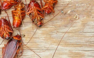 3 chiêu đuổi gián ra khỏi nhà cực kỳ hiệu quả, không thử phí cả đời
