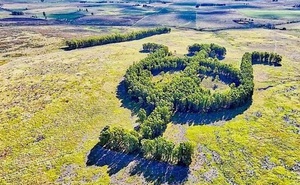 Khu vườn bạch đàn kết thành hình thù độc lạ nổi tiếng nhờ Google Earth