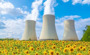 Tại sao các nhà khoa học trồng hoa hướng dương sau thảm họa hạt nhân?