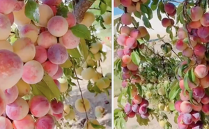 Cây đào "đột biến" cho hàng trăm quả mọc kín từ thân lên đến cành, dân mạng trầm trồ: Ở Việt Nam thì không còn một trái!