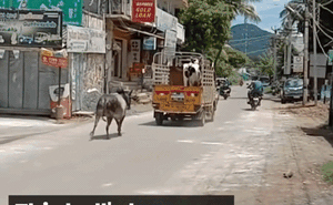 Kinh ngạc: Vì tình yêu, ngay cả bò cũng có thể làm được những điều này!