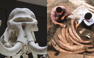 Tìm thấy 1000 ngà voi cổ đại trong lòng đất nhưng đang khai quật thì chuyên gia đột nhiên hét lớn "Chôn xuống ngay"