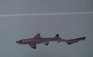 Hai con cá mập cái sống chung nhau 10 năm không có cá đực, bất ngờ sinh ra một cá mập con
