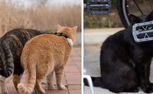 Bộ ảnh cuộc sống thường ngày của 500 anh em mèo hoang cute nhưng không kém phần lôm côm ở Nhật Bản