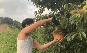 Mùa dịch hết tiền, thanh niên người Việt ở Nhật đi lấy loại quả đầy gai về ăn để "sinh tồn", thì ra là thứ mà ai cũng từng ăn ít nhất 1 lần