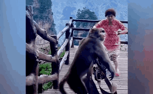 Clip: Đang mải nhảy múa, nữ du khách bị khỉ cướp mất túi xách