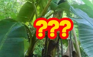 Trồng chuối hết 4 năm ròng rã, tới ngày cây ra quả gia chủ muốn té ngửa khi chứng kiến thứ mình sắp hái