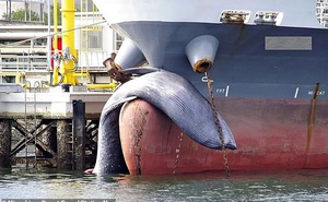 Hy hữu chuyện loài cá voi to lớn thứ 2 thế giới bị chết kẹt trước mũi tàu chở dầu Nhật Bản