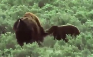 Clip: Bò rừng bison bất lực nhìn gấu ăn thịt con