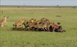 Bầy sư tử ác chiến với linh cẩu giành xác trâu rừng