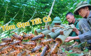 Đi tới vườn sắn thấy nhiều hang nhỏ, nhóm người đặt chiếc bẫy đặc biệt và kết quả bất ngờ