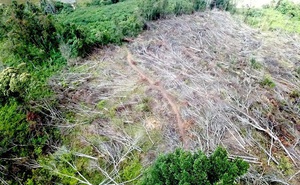 Xót xa hình ảnh khoảng rừng bị 'cạo trọc', cây đốn hạ ngổn ngang ở Kon Tum