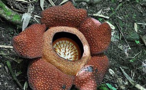 Khám phá thiên nhiên kỳ thú: Rafflesia – loài hoa xác chết khổng lồ