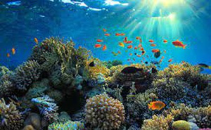 Ngắm rạn san hô tuyệt đẹp và quý hiếm ẩn sâu ở đáy đại dương