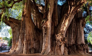 5 'siêu cây' lớn nhất Trái Đất, có cây nặng 2.800 tấn