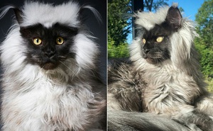Richie - chú mèo có bộ lông dị thường nhất thế giới, 100 nghìn fan cuồng