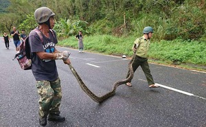 Trăn gấm 4 mét quấn chết khỉ bên vệ đường dưới núi Sơn Trà