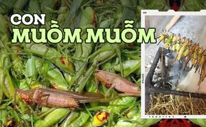 Đặc sản đồng ruộng xuất hiện khi mùa lúa chín, giá gần 300 nghìn/kg mà ai cũng thích mua