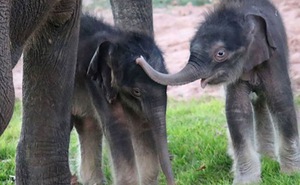 Lần đầu tiên ghi nhận voi sinh đôi trong sở thú