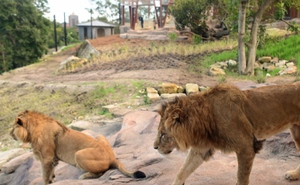 5 con sư tử thoát khỏi khu vực nuôi giữ trong vườn thú ở Australia