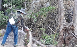 Vì sao cả trăm nhân viên bảo vệ rừng ở Bình Thuận nghỉ việc?