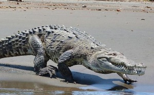 Cá sấu Costa Rica đối mặt nguy cơ tuyệt chủng