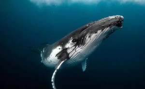Cá voi xanh ăn 10 triệu mảnh vi nhựa mỗi ngày