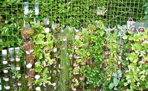 Cách trồng rau sạch từ chai và thùng nhựa cũ của vị giáo sư Đại học sau khi về hưu