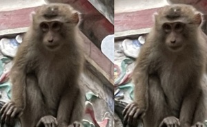Hà Nội: Xuất hiện con khỉ vàng phá phách, ăn trộm hoa quả trên bàn thờ nhà dân
