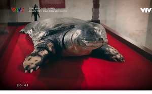 "Giải mã cuộc sống": Câu chuyện phía sau tiêu bản rùa Hồ Gươm