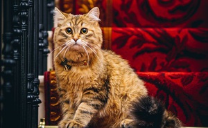 Cuộc sống sang chảnh của mèo 'Nữ hoàng' trong khách sạn 5 sao