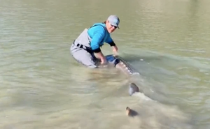 Thợ câu bắt được thuỷ quái nặng 250kg trên sông, CĐM Việt nhận ra ngay loài cá quen thuộc