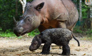 Tê giác Sumatra quý hiếm sinh con tại Vườn quốc gia Way Kambas, Indonesia