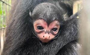 Khỉ mới chào đời có biểu tượng 'người dơi' kỳ lạ trên mặt