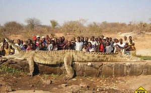 Giải mã sự thật về quái sấu khổng lồ nặng gần 1 tấn ở Zimbabwe, vượt kỷ lục của Lolong?