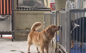 Chú chó thông minh xoay xở tìm cách mở lồng để bạn bè trốn thoát