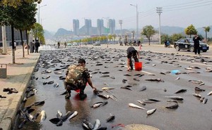 Bí ẩn không lời giải về thành phố ‘mưa cá’ hàng năm