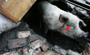 Sống sót sau khi bị vùi lấp hơn 1 tháng, biểu hiện của chú lợn khiến ai cũng kinh ngạc