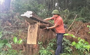 Chặt phá tan hoang rừng phòng hộ