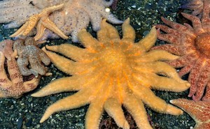 Những sinh vật kỳ lạ tỏa sáng dưới biển