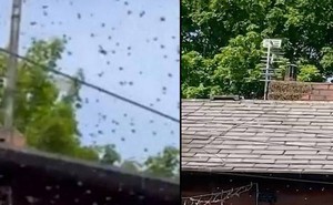 Bị mắc kẹt trong nhà nhiều ngày vì đàn ong bắp cày khổng lồ xâm chiếm